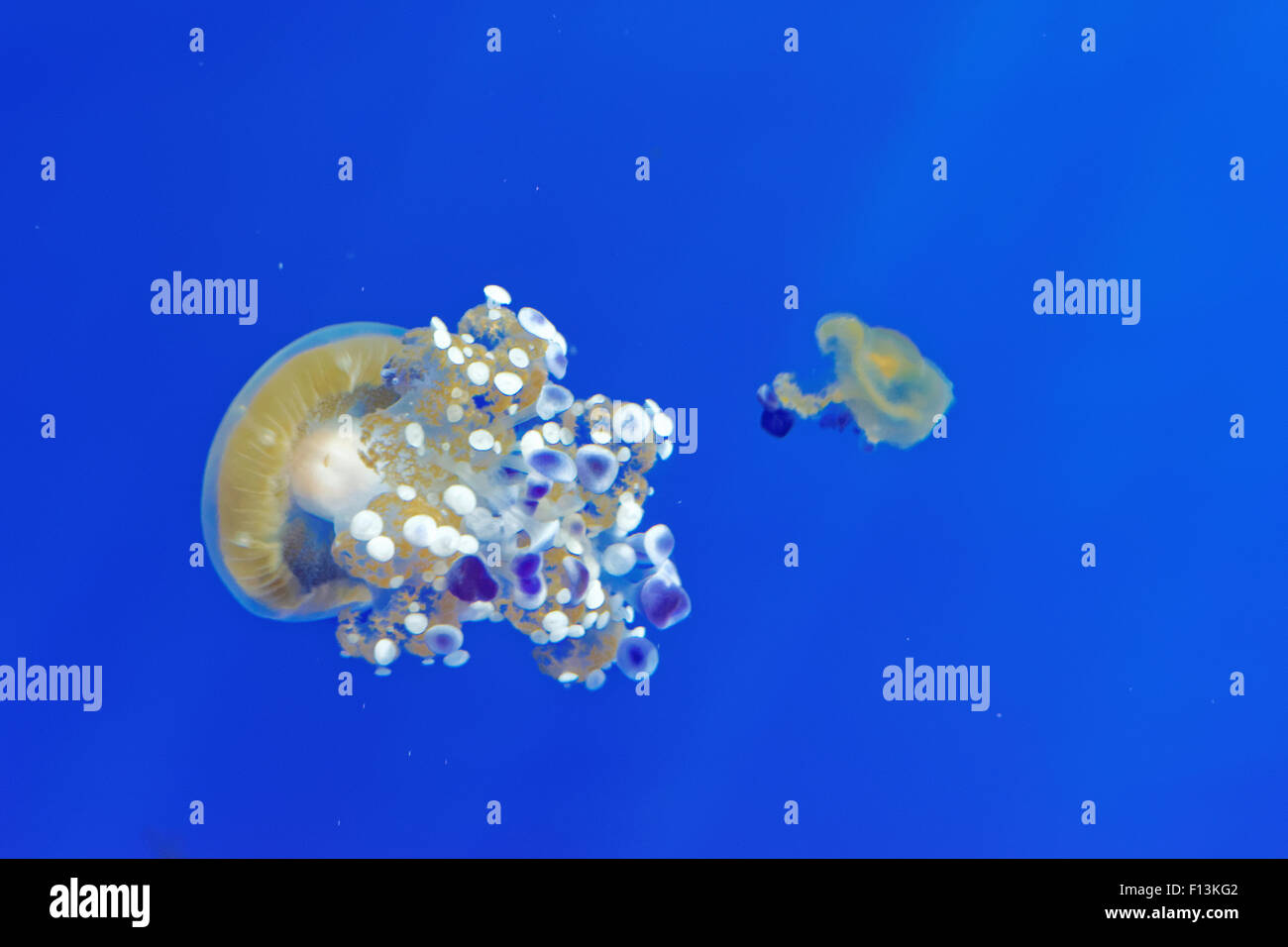 Phyllorhiza punctata è una specie di meduse, noto anche come la campana galleggiante, Australian spotted meduse o il bianco-spott Foto Stock