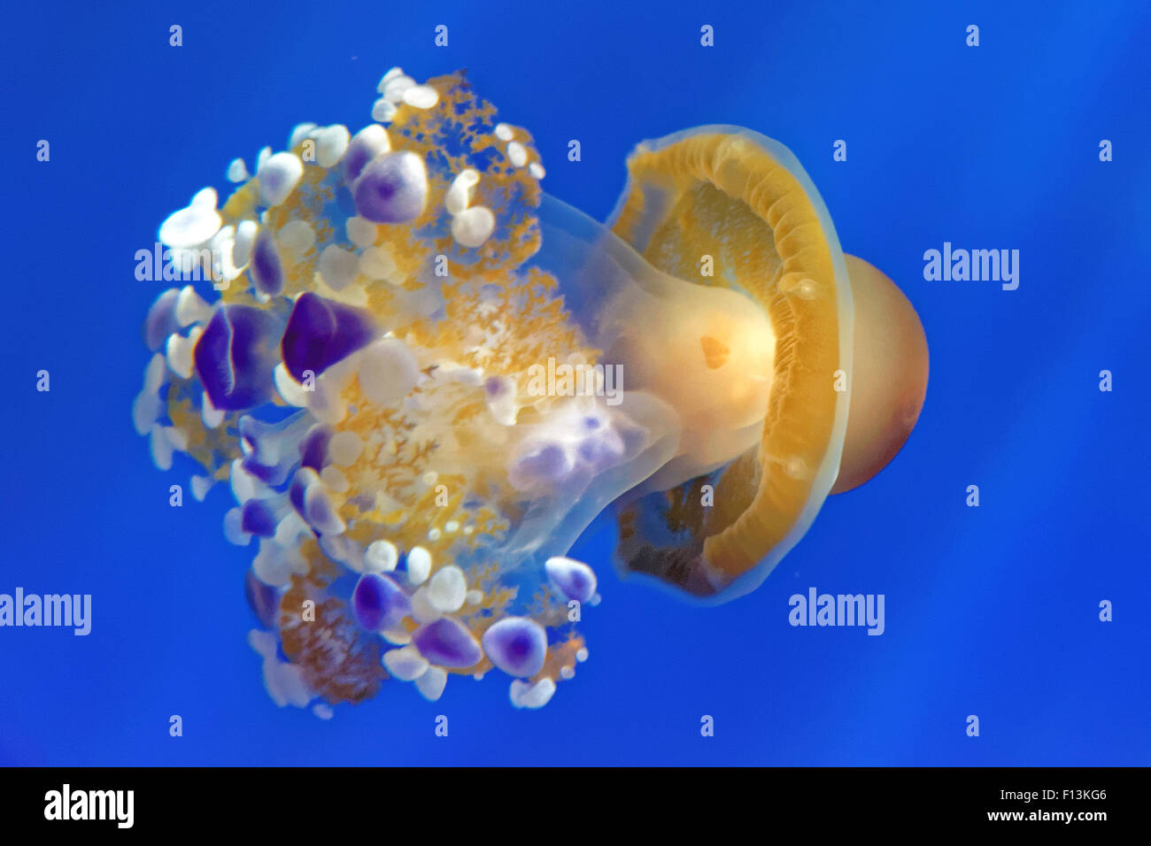 Phyllorhiza punctata è una specie di meduse, noto anche come la campana galleggiante, Australian spotted meduse o il bianco-spott Foto Stock