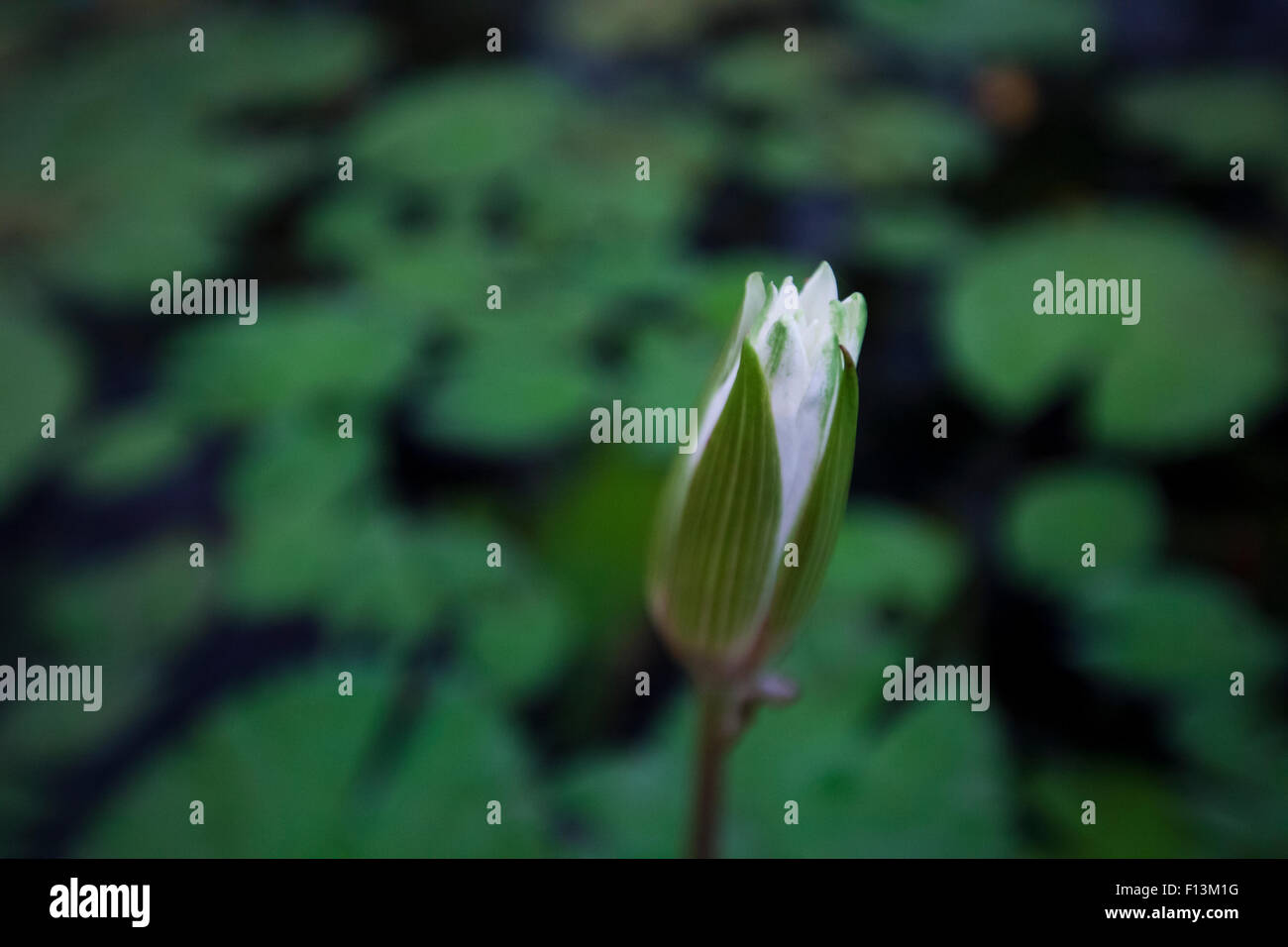 Gemma di loto in un laghetto di loto in un lago di Mumbai. Foto Stock
