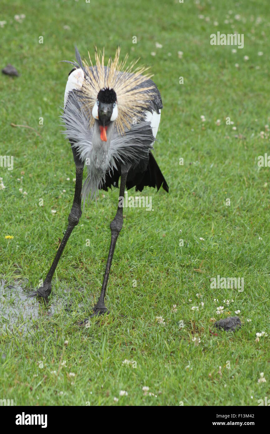 Grey Crowned Crane, (Balearica regulorum) camminando sotto la pioggia intrisa erba. Foto Stock