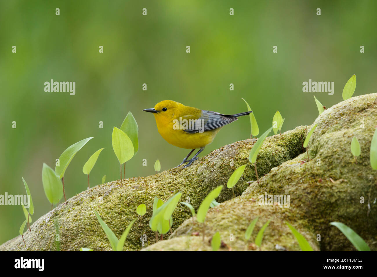 Prothonotary trillo - femmina sul suolo della foresta Protonotaria citrea Ontario, Canada BI027709 Foto Stock