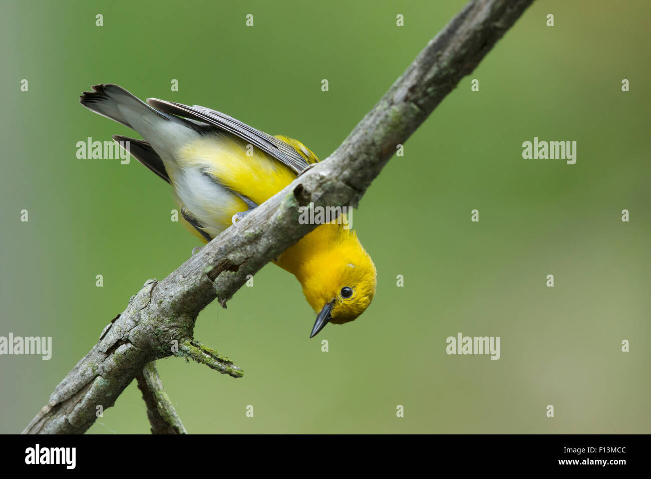 Prothonotary Trillo Protonotaria citrea Ontario, Canada BI027716 Foto Stock