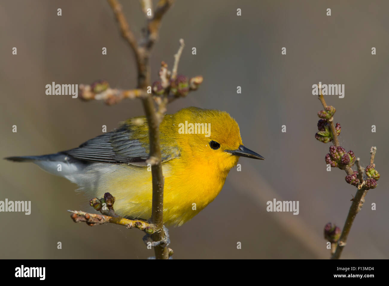 Prothonotary Trillo Protonotaria citrea Ontario, Canada BI027716 Foto Stock