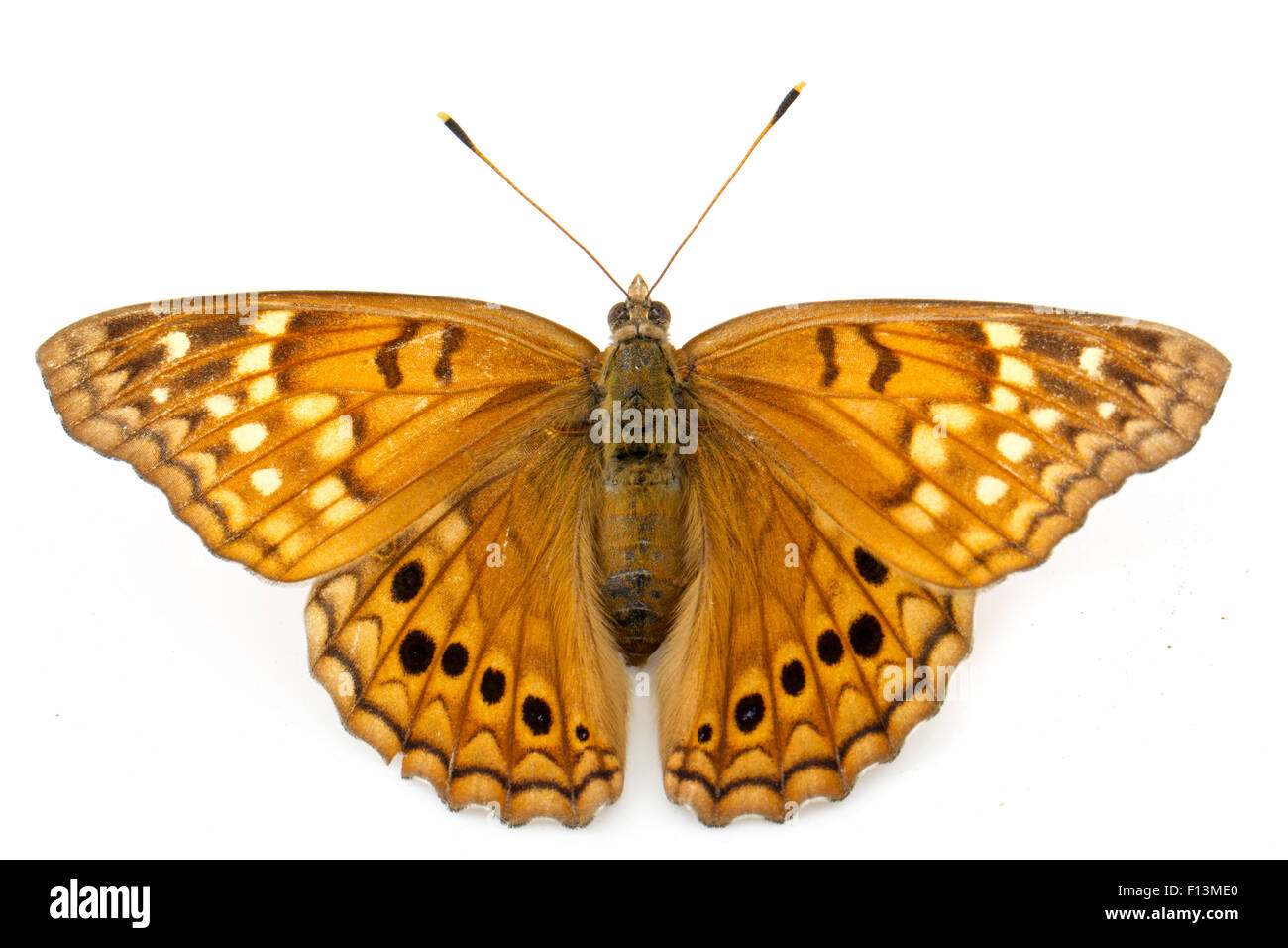 Bruno Imperatore Butterfly (Asterocampa clyton) Martin muore Jr parco statale, Jasper County, Texas, Stati Uniti d'America. Foto Stock