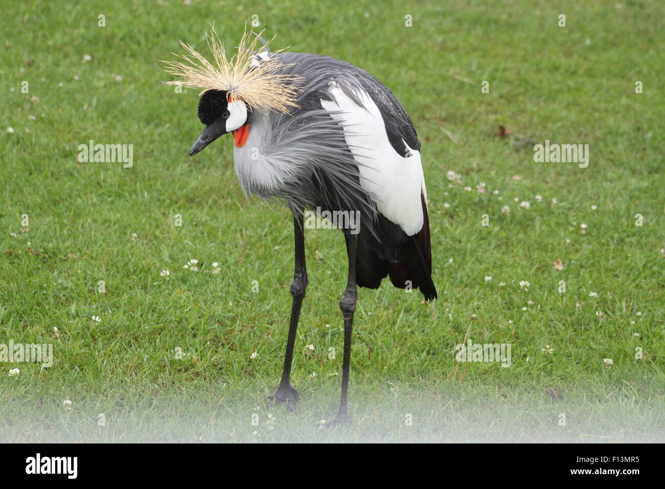 Grey Crowned Crane, (Balearica regulorum) camminando sotto la pioggia intrisa erba. Foto Stock