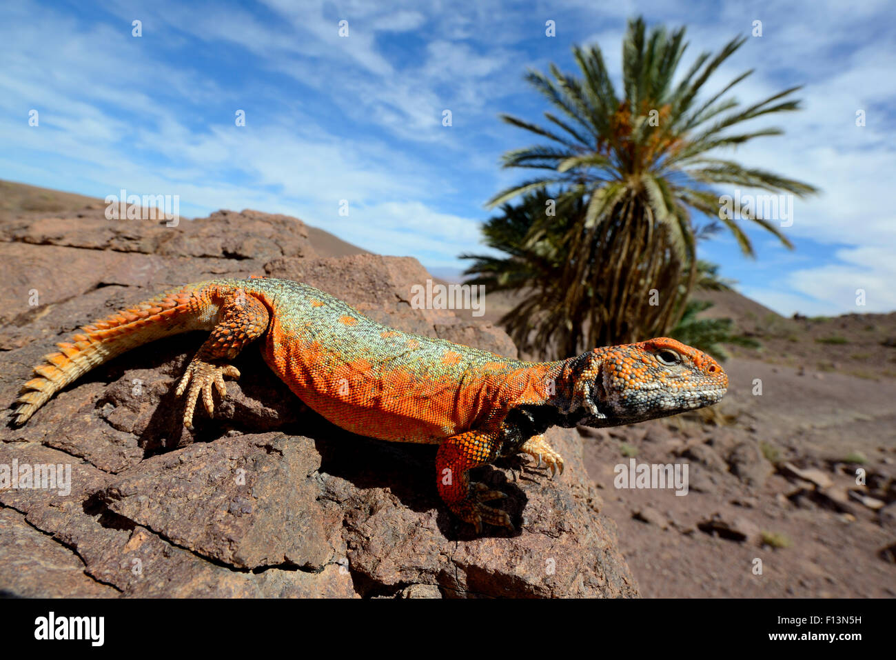 Spinosa-tailed lizard (Uromastyx nigriventris) in habitat, vicino a Ouarzazate, Marocco. Foto Stock