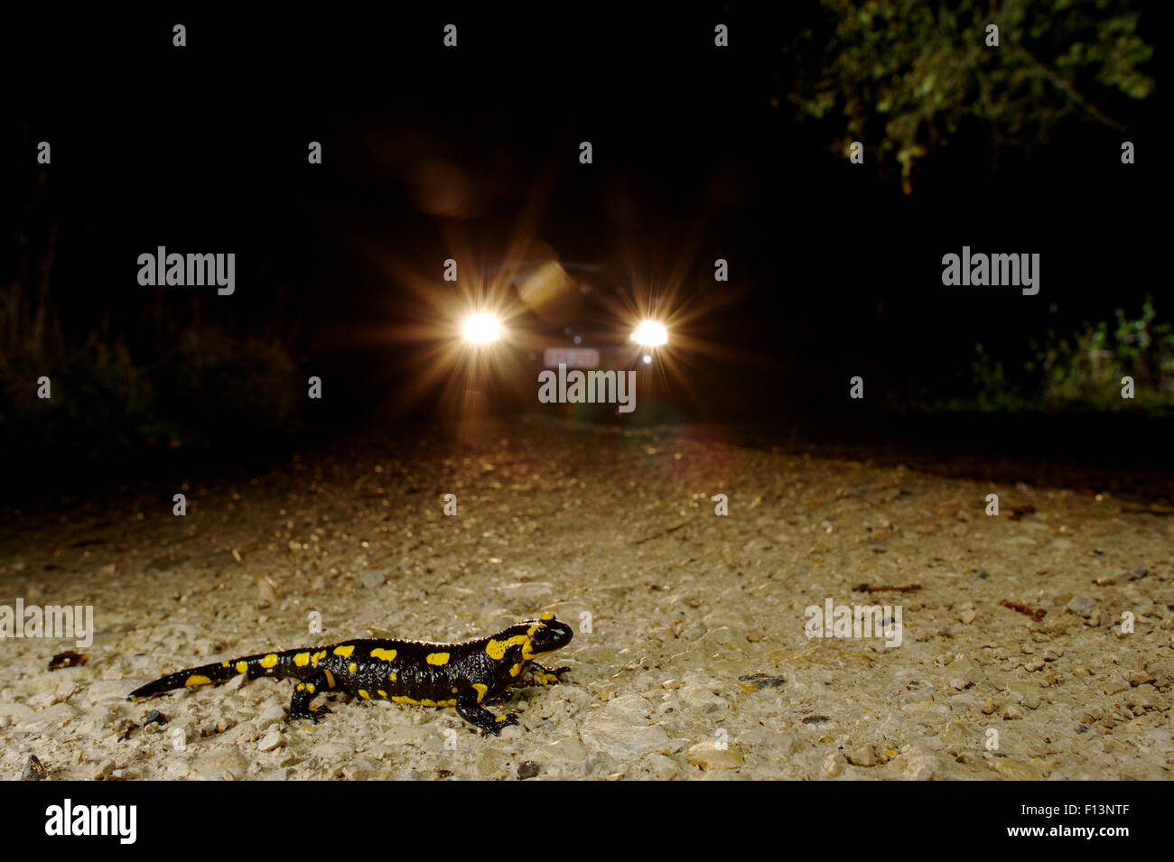 Salamandra pezzata (Salamandra salamandra) attraversando la strada con la vettura si avvicina, Francia. Novembre. Foto Stock