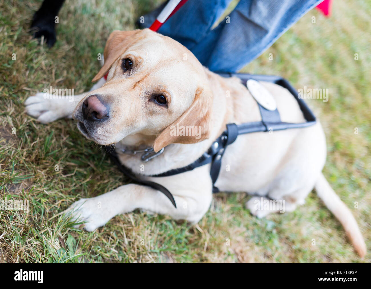 Il Labrador retriever cane guida prima dell'ultimo allenamento per l'animale. I cani vengono sottoposti a vari corsi di formazione prima infine g Foto Stock