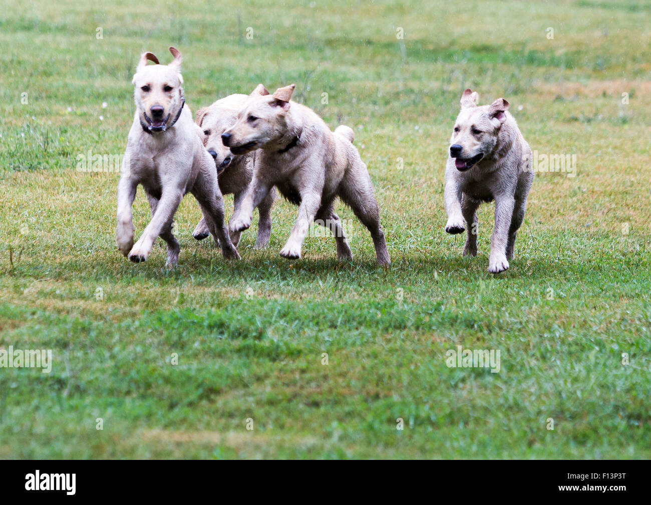 Il golden retriever cani guida i cuccioli sono in esecuzione nei pressi del campo di allenamento per il sambuco cani. I cani vengono sottoposti a vari trai Foto Stock