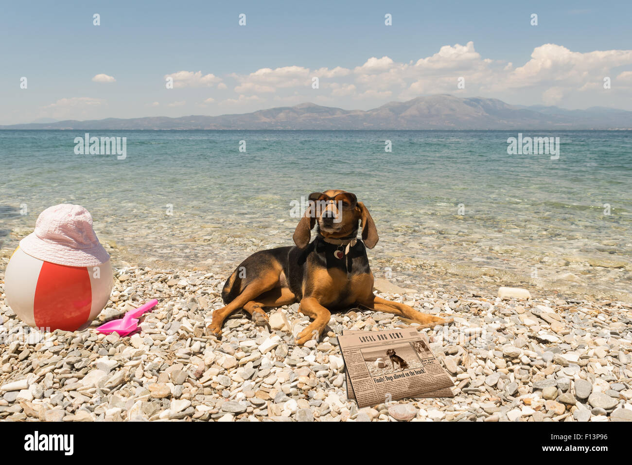 I cani sono ammessi sulla spiaggia. Un divertente cercando ritratto con un cane che indossa gli occhiali da sole la lettura di notizie. Foto Stock