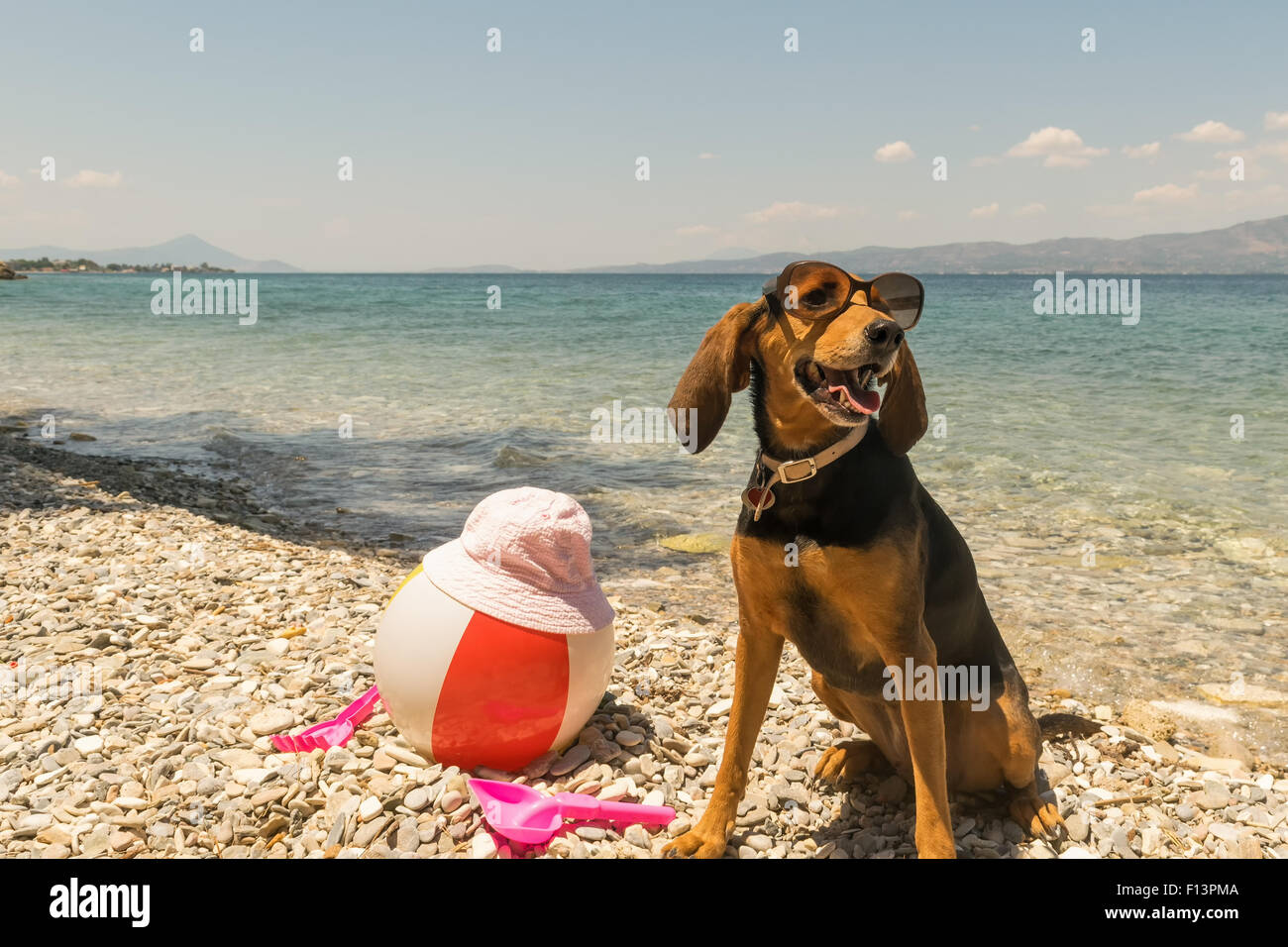 Cane sulla spiaggia indossando occhiali da sole con i giocattoli e il mare come sfondo. Foto Stock