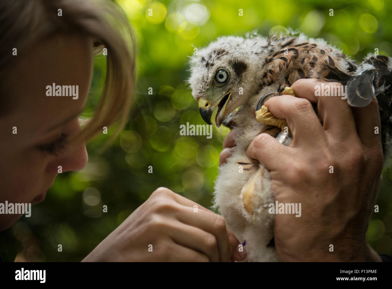 Gli scienziati la raccolta di campioni compresi cloaca, tamponi da urbano astore (Accipiter gentilis). Berlino, Germania. Maggio 2014. Nominato nella natura Melvita immagini concorso a premi 2014. Foto Stock