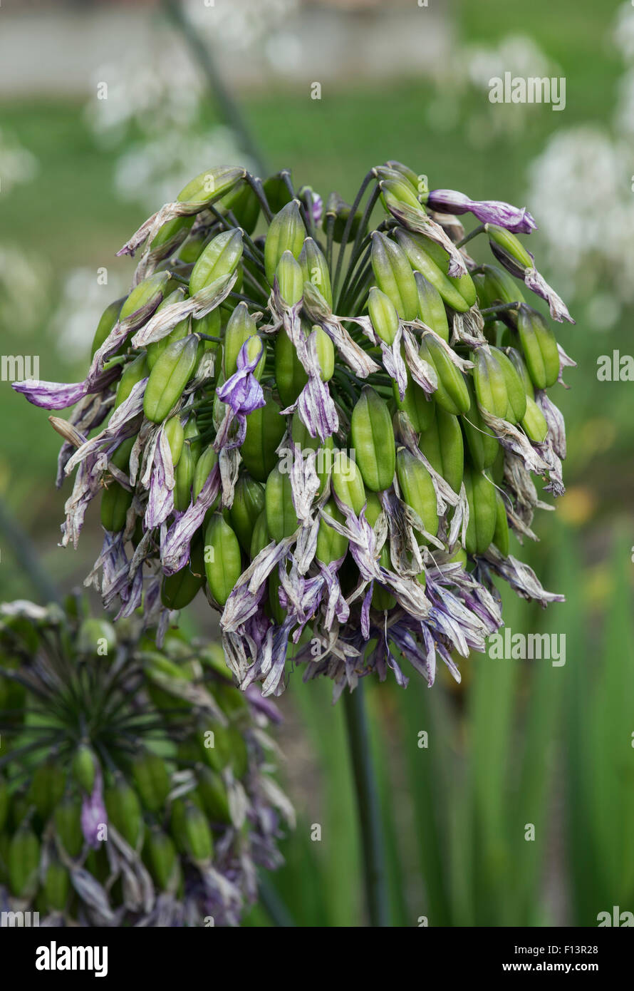 Agapanthus 'lynn valley' Fiore andando a seme. African giglio azzurro baccelli di semi Foto Stock