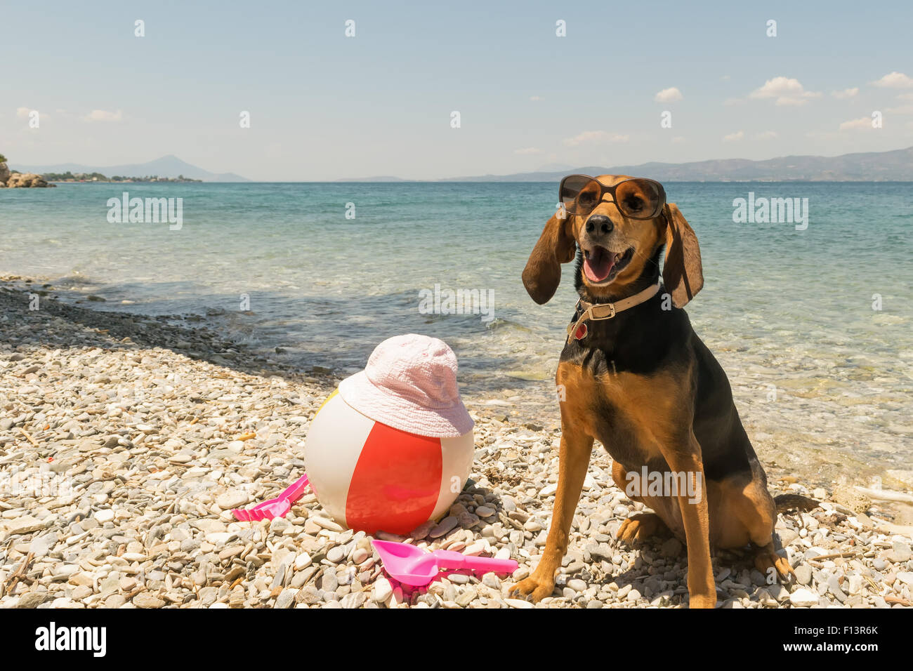 Cane di suoneria sulla spiaggia indossando occhiali da sole ritratto. Foto Stock