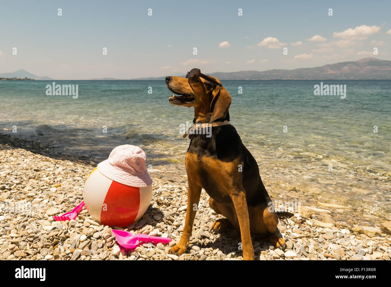 Orgogliosi di suoneria ritratto di cane indossando occhiali da sole sulla spiaggia. Foto Stock