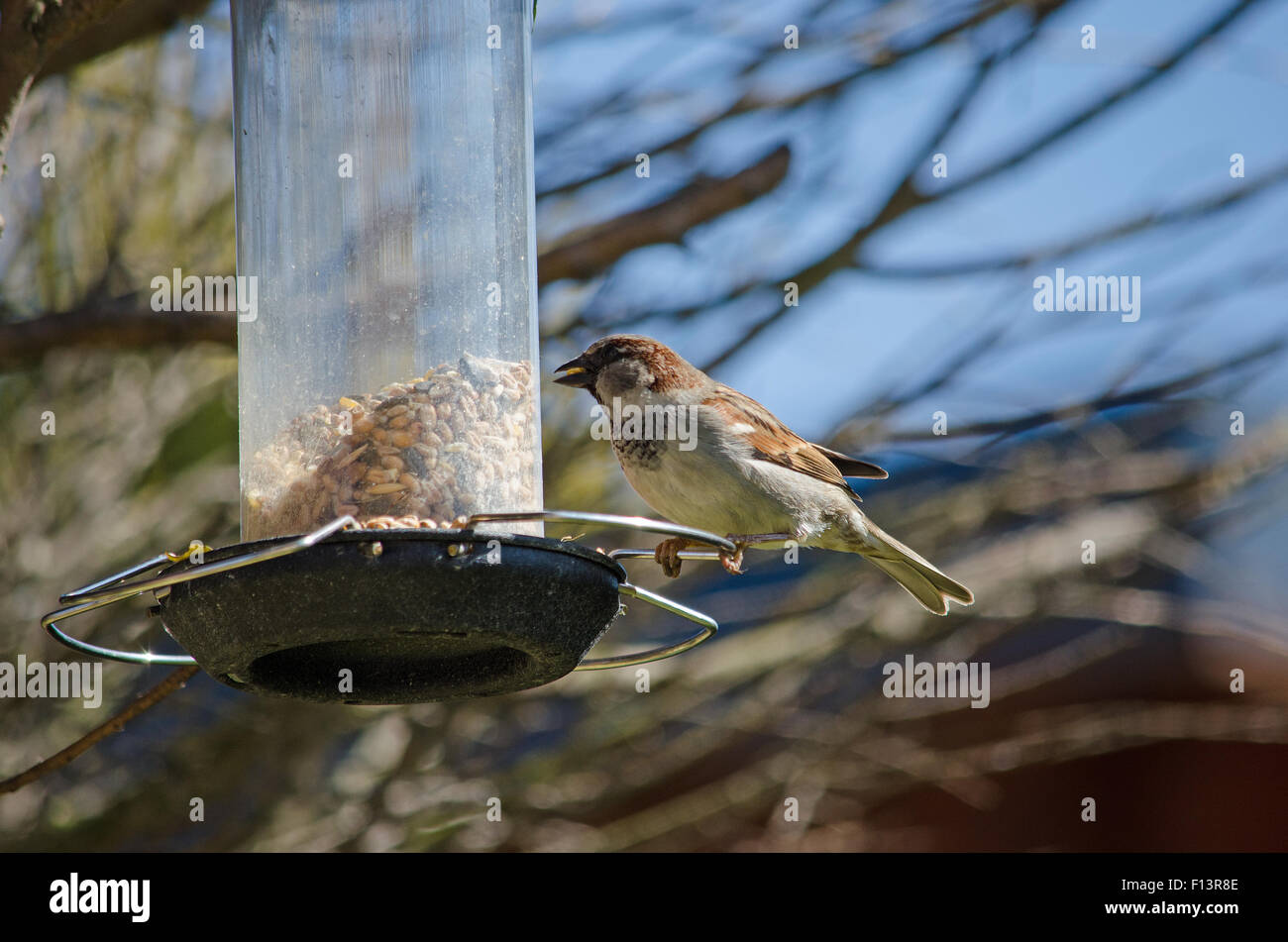 Sparrow su alimentatore di sementi Foto Stock
