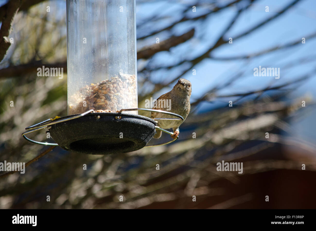 Sparrow su alimentatore di sementi Foto Stock