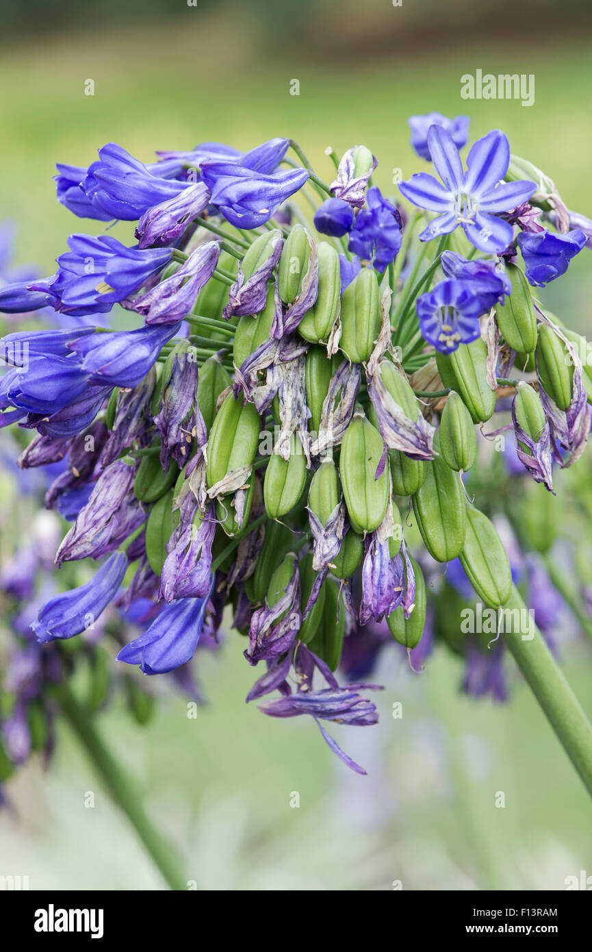 Agapanthus 'Maria' Fiore andando a seme. African giglio azzurro baccelli di semi Foto Stock