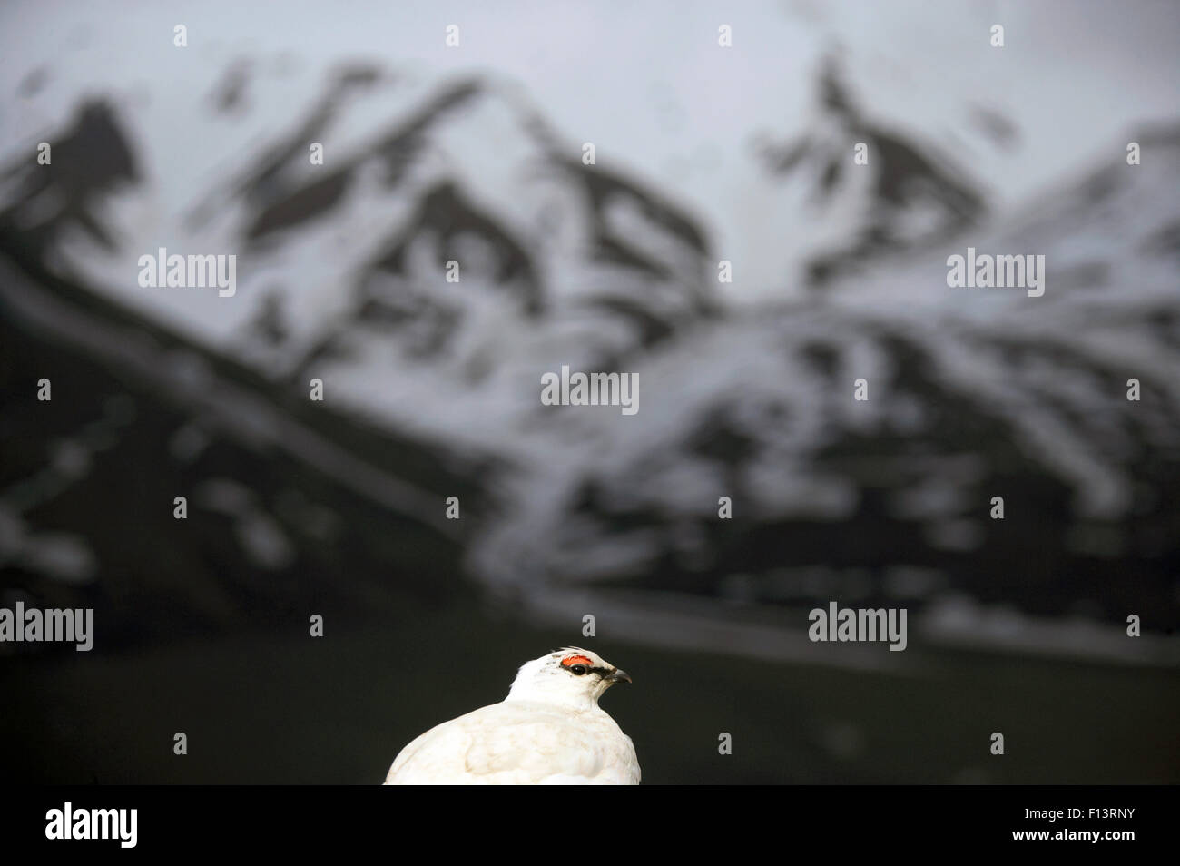 Svalbard ptarmigan (Lagopus mutus hyperborea) Svalbard, Norvegia, Giugno. Foto Stock