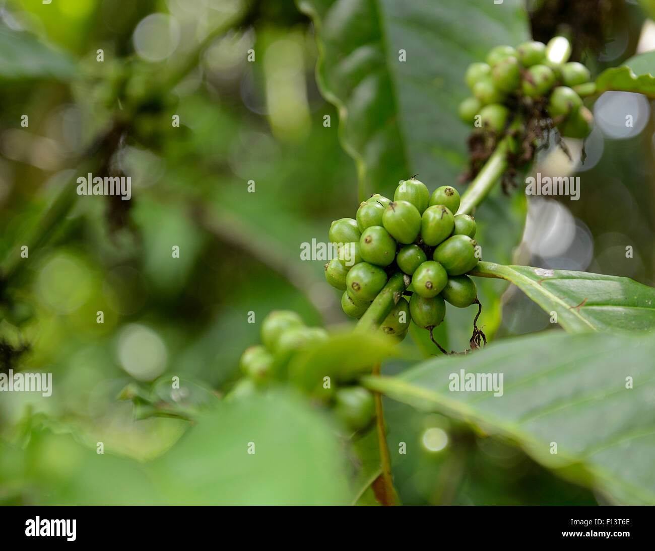 Vista dettagliata del mazzetto di acerbi caffè verde piante che crescono su un albero Foto Stock