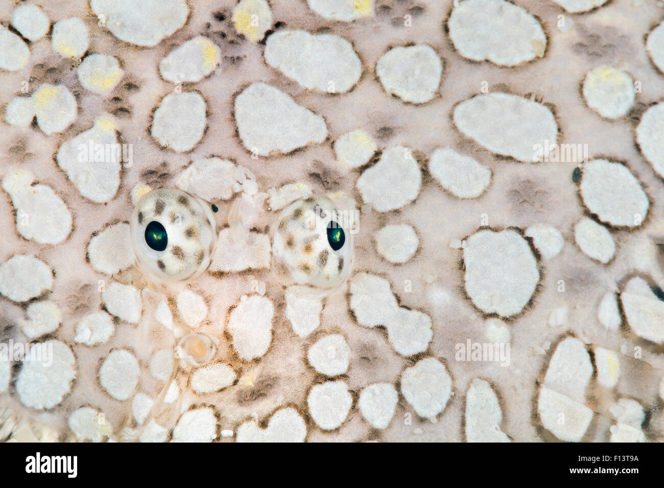 Occhi di emarginati suola pesce (Brachirus heterolapis) sul suo corpo camuffato. Isola Saonek Raja Ampat, Papua occidentale, in Indonesia. Tropical West Pacific Ocean. Dampier stretto. Foto Stock