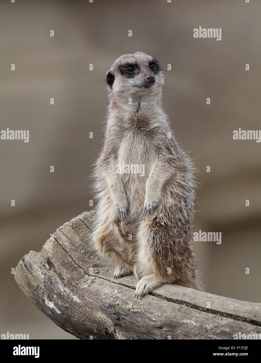 Meerkat sul look-out a Cotswold Wildlife Park, burford, Oxfordshire Foto Stock