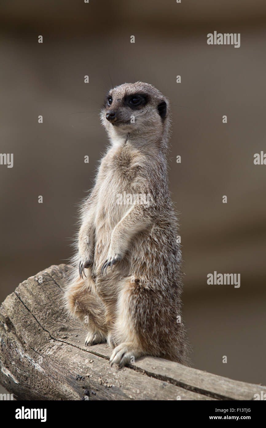 Meerkat sul look-out a Cotswold Wildlife Park, burford, Oxfordshire Foto Stock