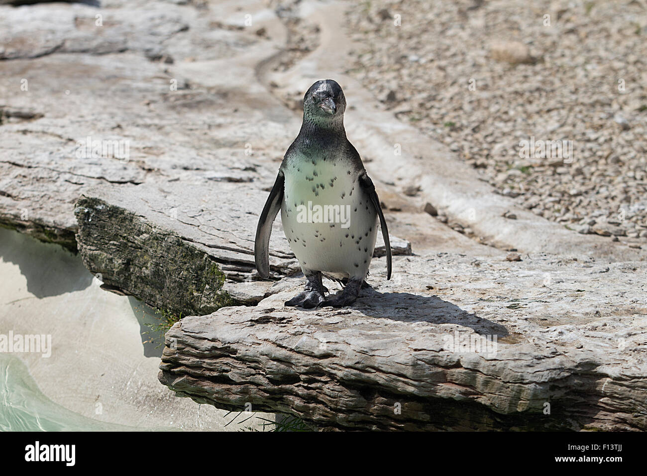 Un giovane pinguini Humboldt a Costwold Wildlife Park., burford, Oxfordshire Foto Stock