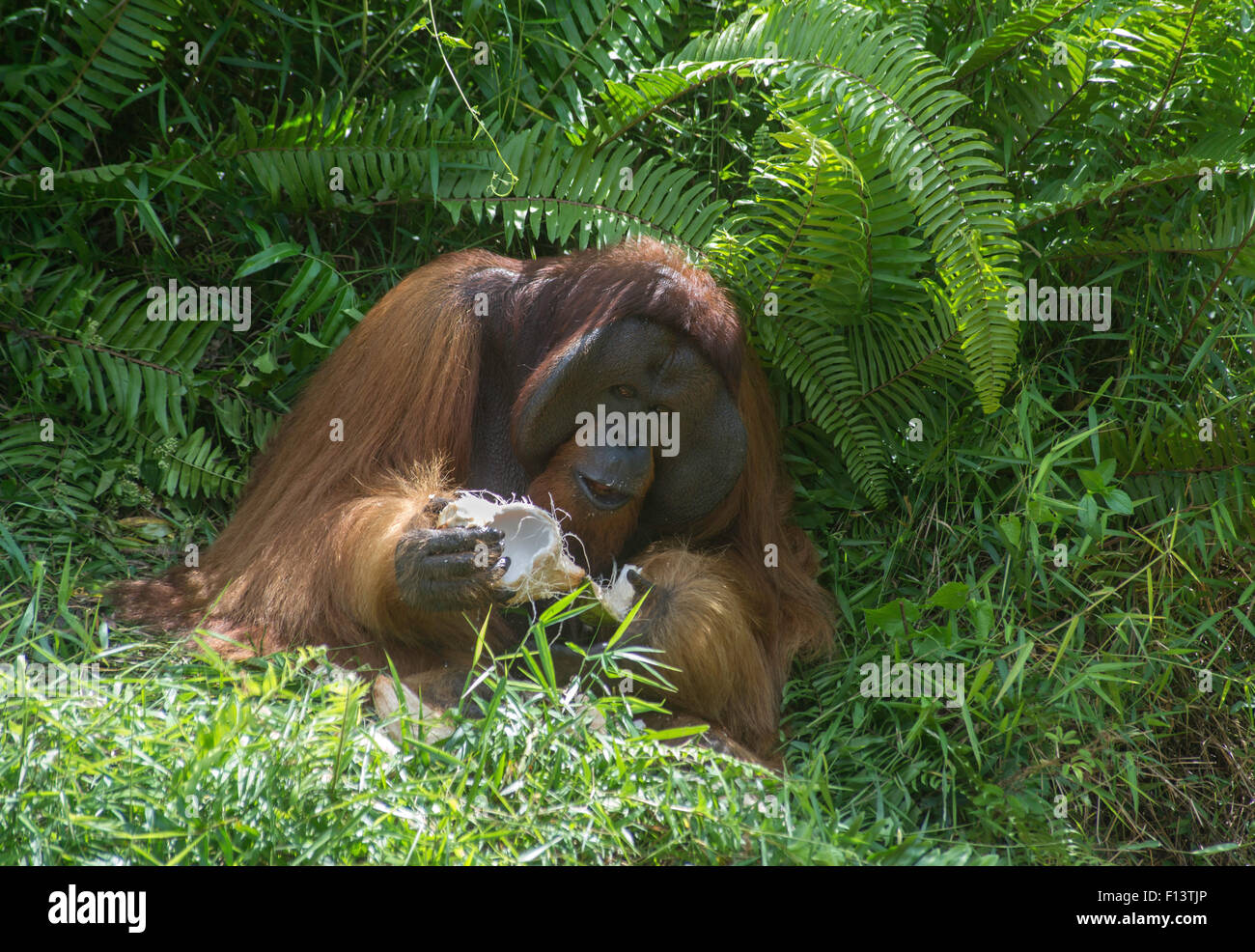 Maschio flangiato Bornean orangutan mangiare una noce di cocco Foto Stock