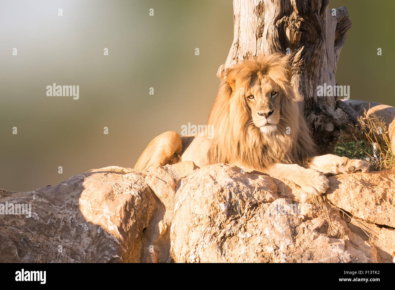 Maschio di Leone Angola ritratto seduto sulle rocce con un albero come sfondo. Foto Stock