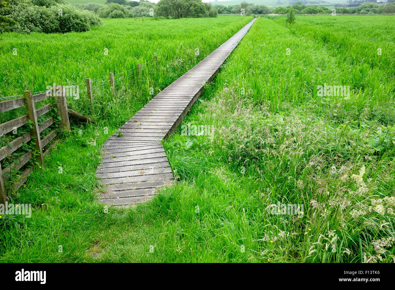 Il Boardwalk attraverso Threave & Carlingwark Loch siti di particolare interesse scientifico, Castle Douglas, Dumfries & Galloway, Scozia Foto Stock