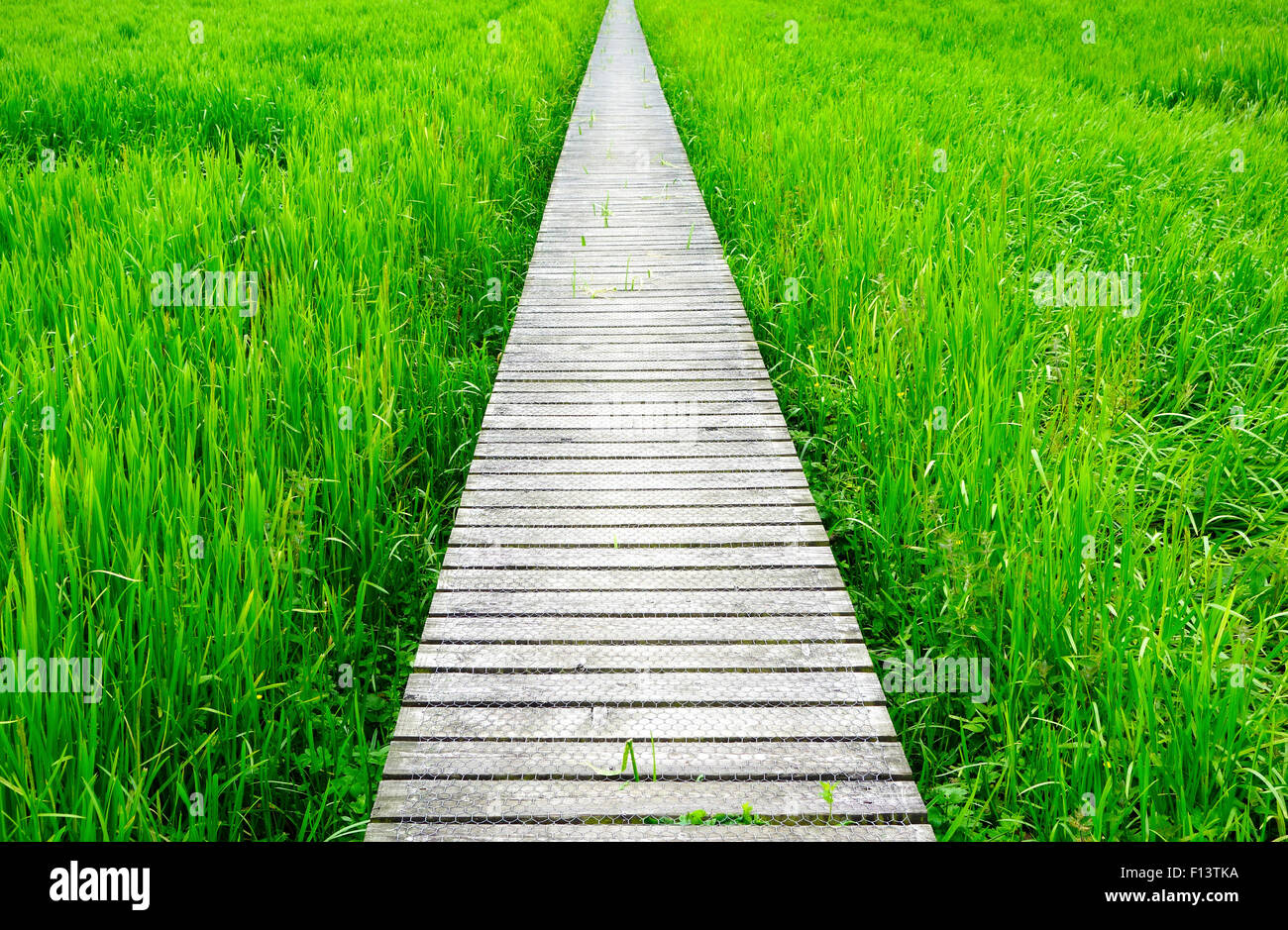 Il Boardwalk attraverso Threave & Carlingwark Loch siti di particolare interesse scientifico, Castle Douglas, Dumfries & Galloway, Scozia Foto Stock