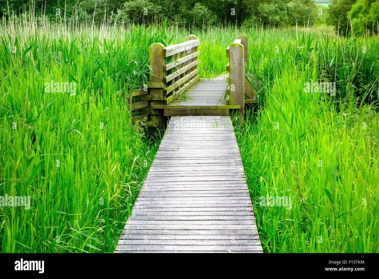 Il Boardwalk attraverso Threave & Carlingwark Loch siti di particolare interesse scientifico, Castle Douglas, Dumfries & Galloway, Scozia Foto Stock