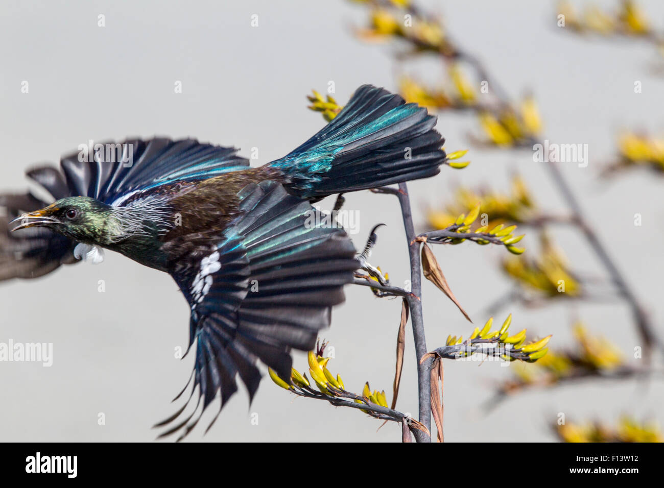 Adulto Tui (Prosthemadera novaeseelandiae) tenuto fuori da una Nuova Zelanda di lino (Phormium) flowerhead mentre il foraggio per il nettare. Nota il polline giallo sulla fronte. Te Awanga Laguna, Hawkes Bay, Nuova Zelanda, Novembre. Foto Stock