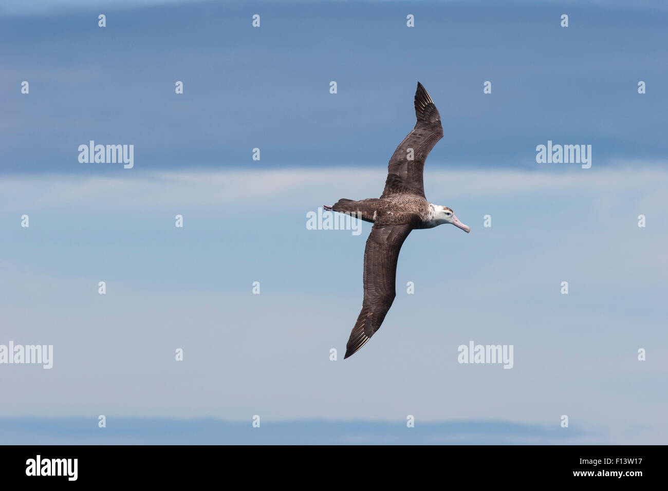 Nuova Zelanda albatross (Diomedea antipodensis) in volo in mare, mostrando upperwing. Kaikoura, Canterbury, Nuova Zelanda, Ottobre. Le specie vulnerabili. Foto Stock