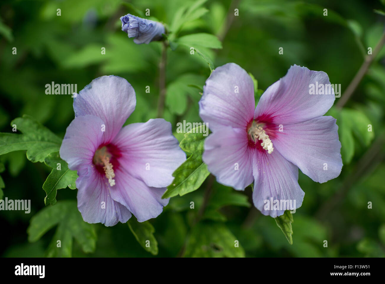 Viola chiaro fiori di ibisco close up Foto Stock
