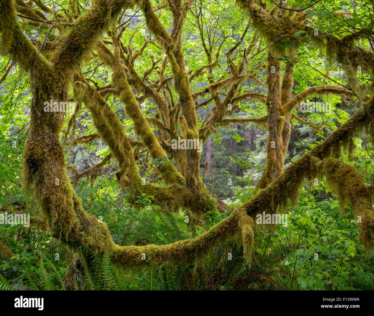 Grandi foglie di acero (Acer macrophyllum) alberi coperti di Moss e circondato da felci spada formano un labirinto di tronchi di alberi. Prairie Creek Redwoods State Park, California, USA, maggio. Foto Stock