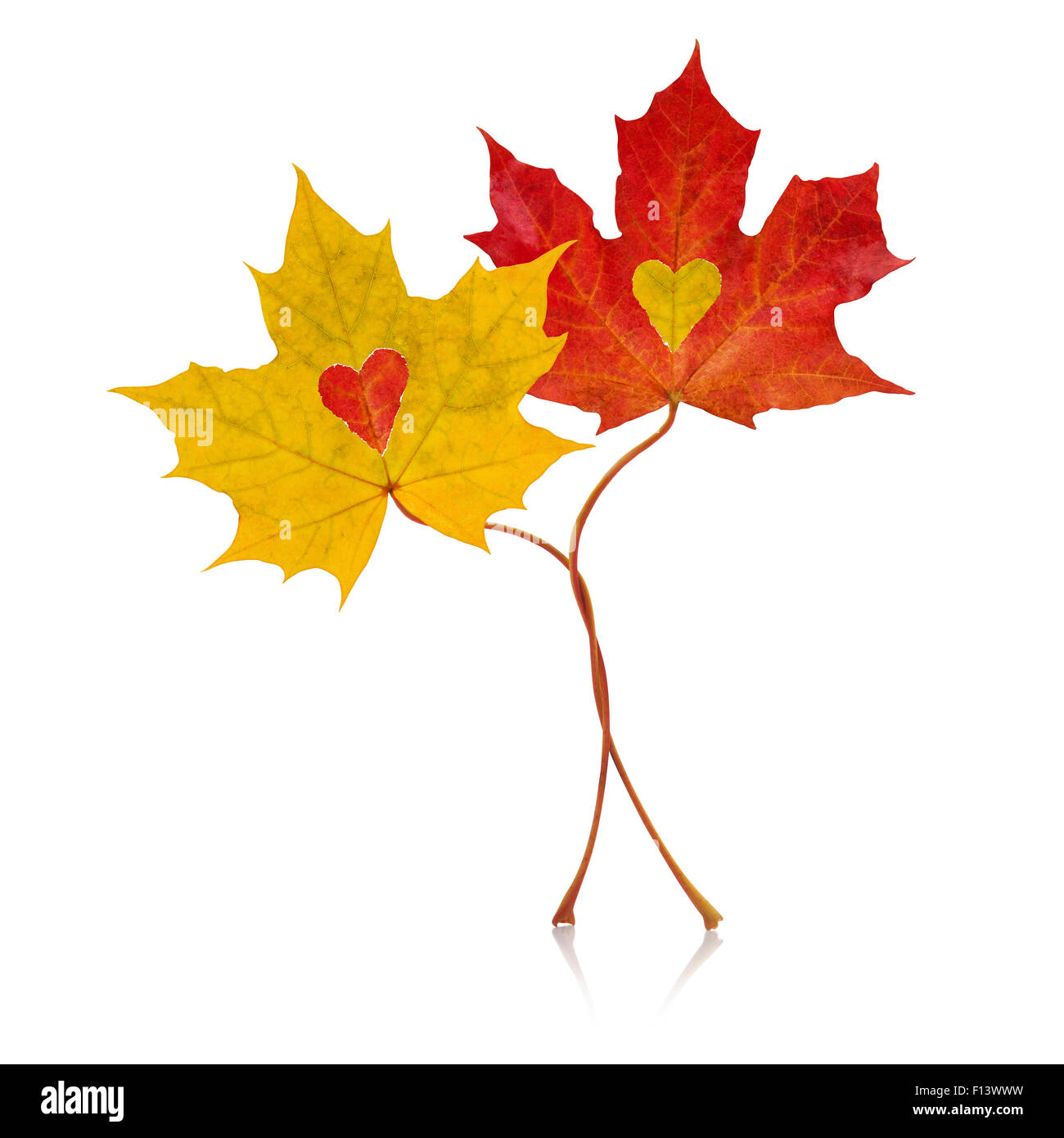 Intrecciano autunno rosso e giallo di foglie di acero Foto Stock