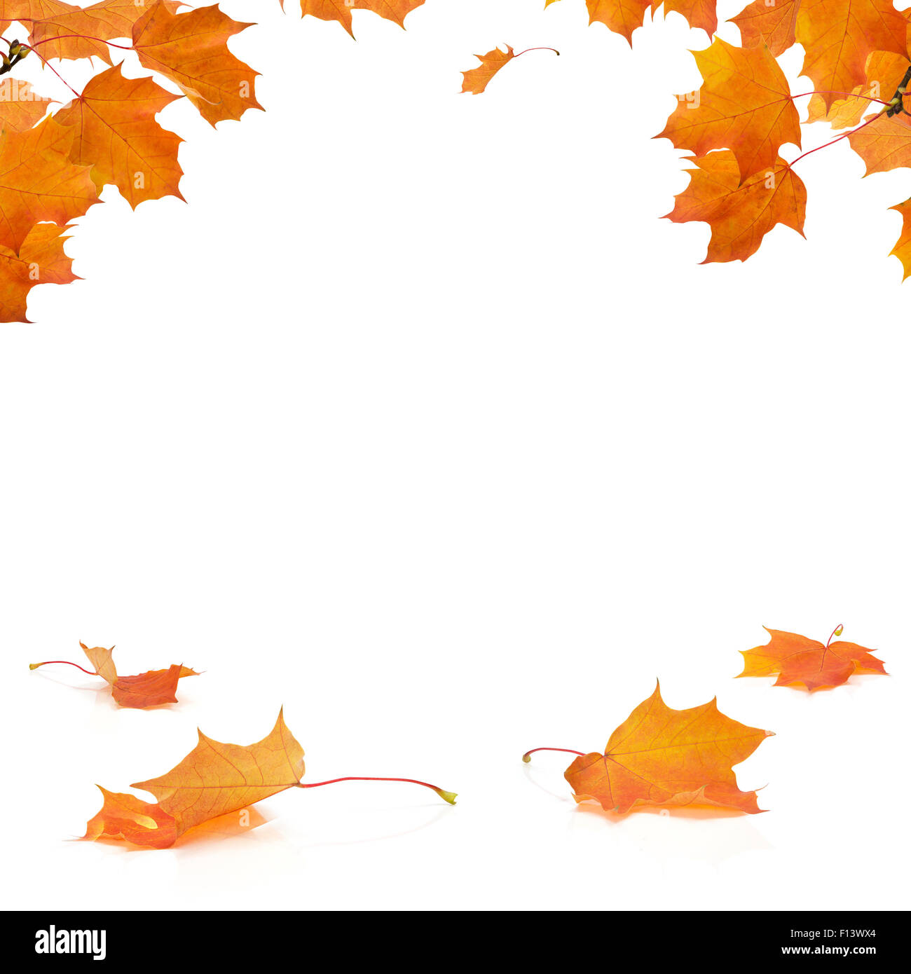 Colore di autunno foglie di acero su sfondo bianco con lo spazio vuoto al centro per la copia Foto Stock