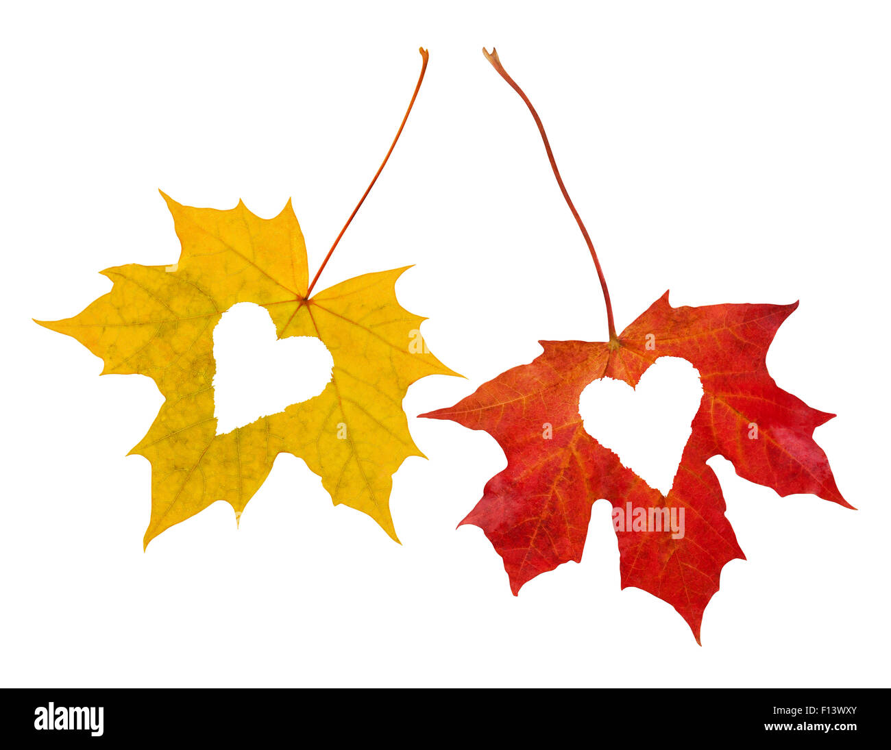 Isolato di rosso e di giallo foglie di acero su sfondo bianco con foro heartshaped Foto Stock