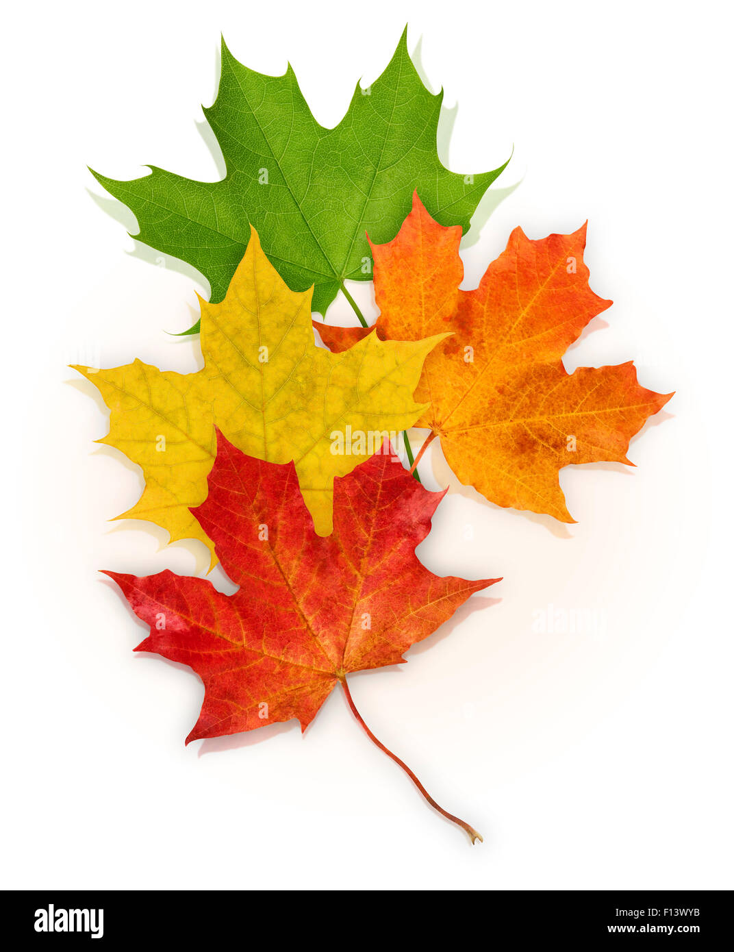Isolato in verde, rosso, giallo e arancione di foglie di acero su sfondo bianco. Foto Stock
