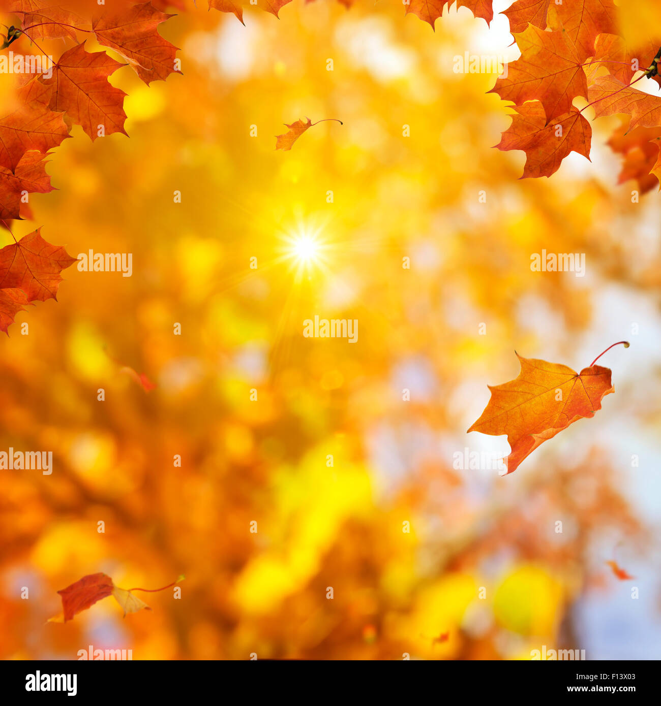 Arancio foglie di acero attraverso sunflair Foto Stock