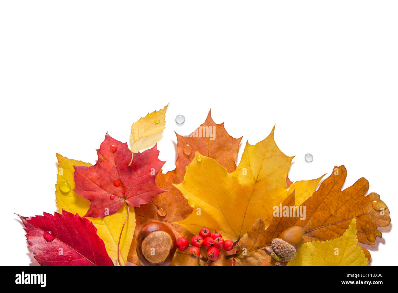 Foglie di autunno con i dadi, le bacche e le gocce d'acqua su sfondo bianco Foto Stock