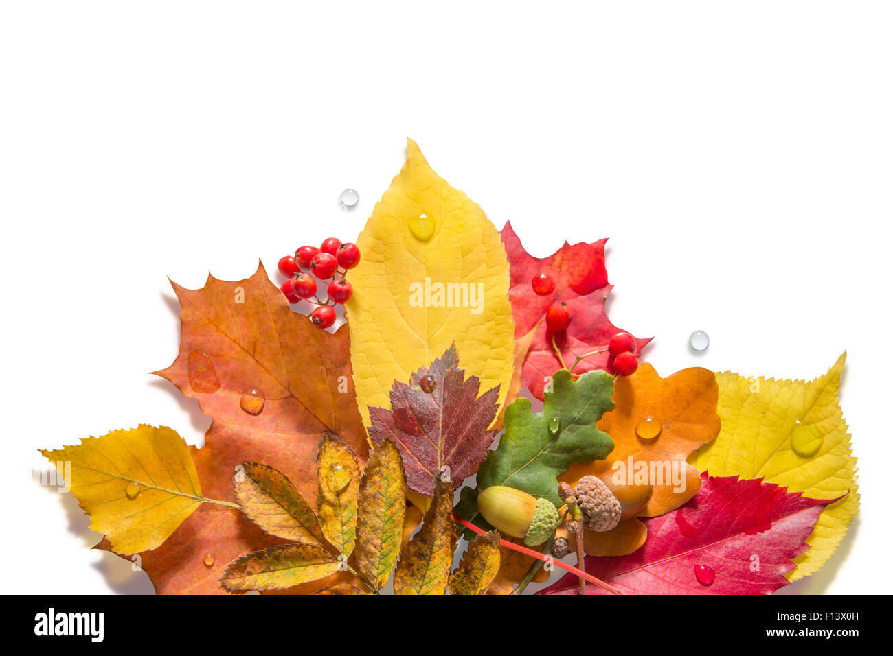 Foglie di autunno con i dadi, le bacche e le gocce d'acqua su sfondo bianco Foto Stock