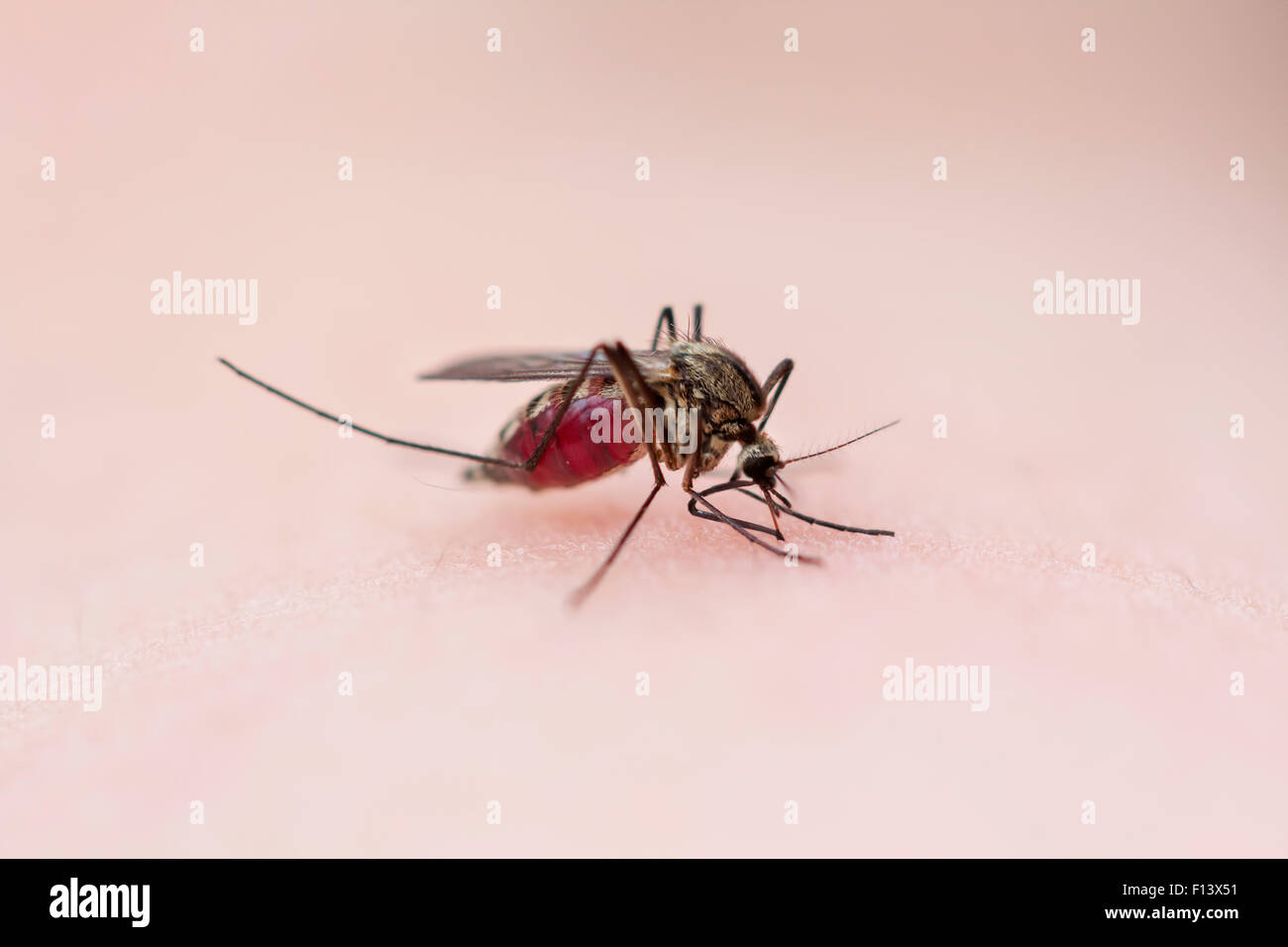 Mosquito aspirare sangue umano. Foto Stock