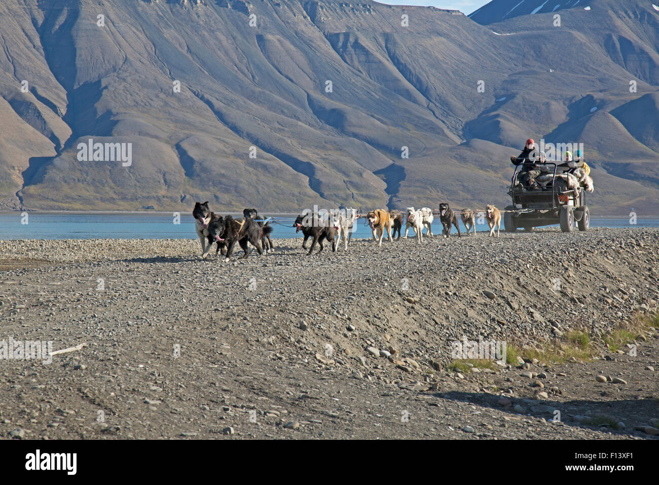 Cani tirando una slitta con ruote sulle Svalbard. Foto Stock