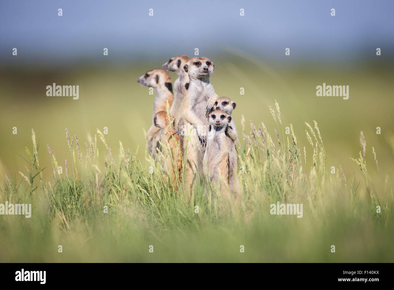 Meerkat (Suricata suricatta) Gruppo permanente, avviso di Makgadikgadi pentole, il Botswana. Foto Stock