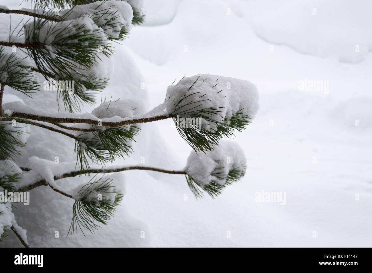 Snowy ramo di pino dopo la nevicata Foto Stock