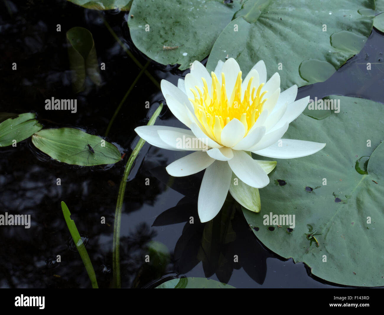 Waterlilies in un giardino in Millbrook, New York. Foto Stock