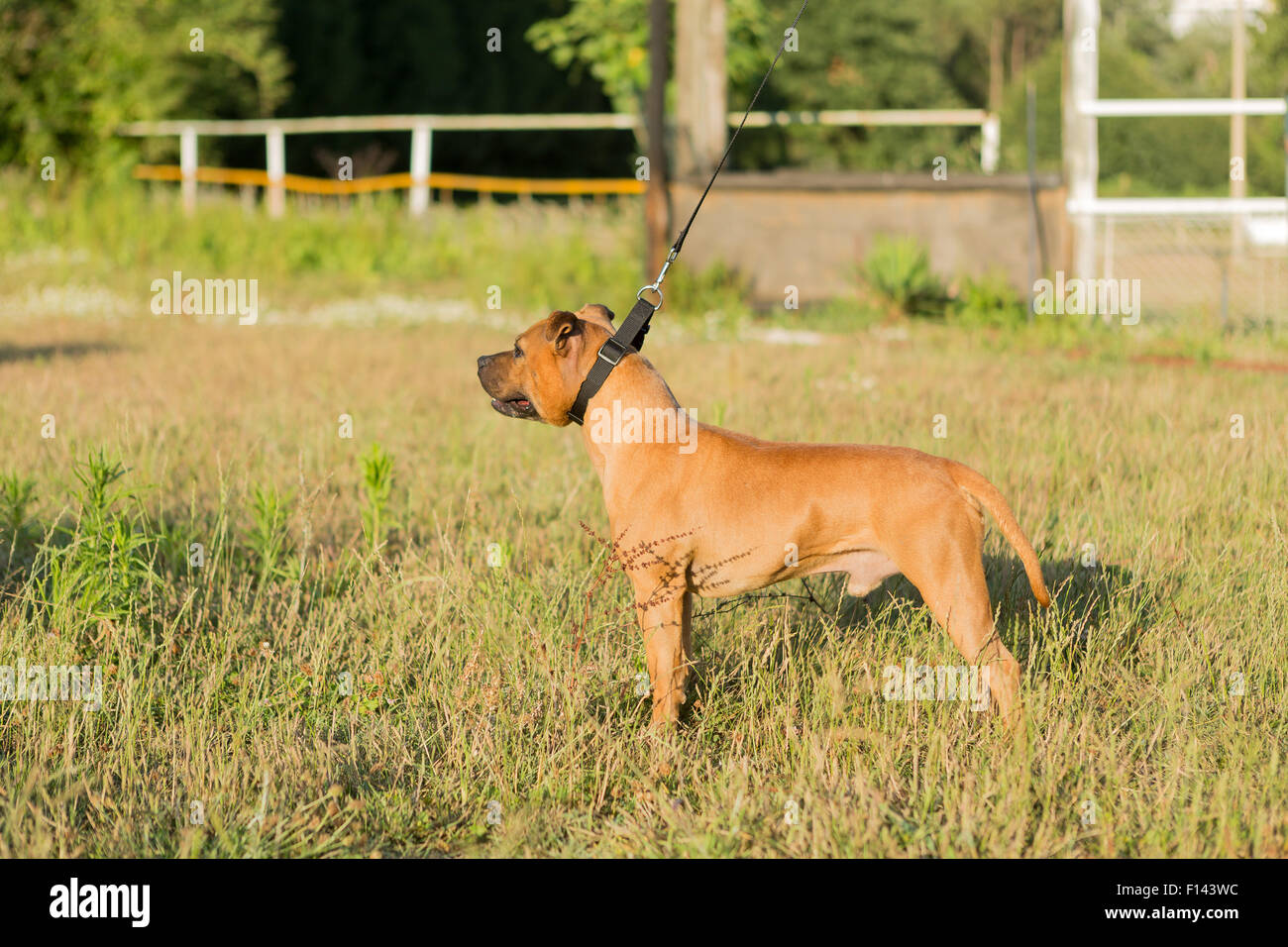 Bella staffordshire bull terrier in posa di un parco al tramonto Foto Stock